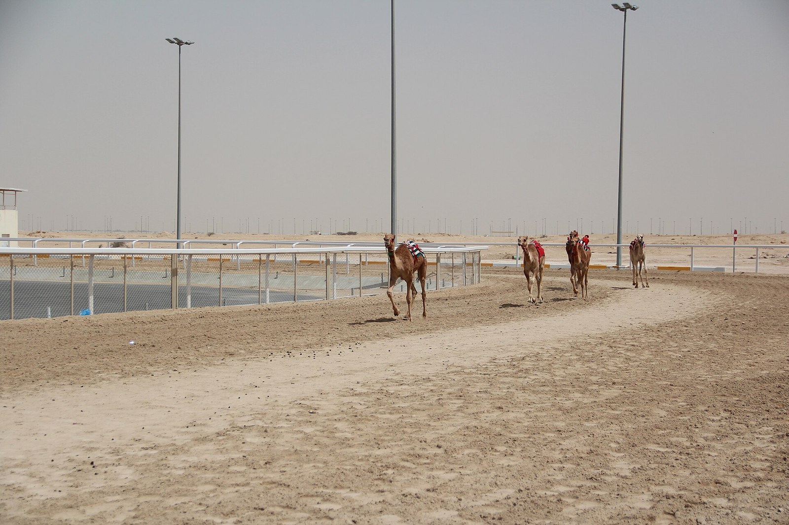 Al Shahaniya 骆驼赛